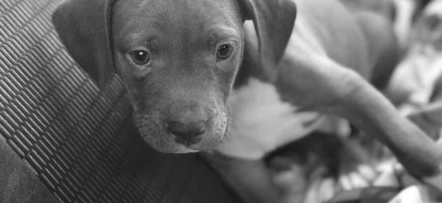 Free Pitbull Puppies photo 0