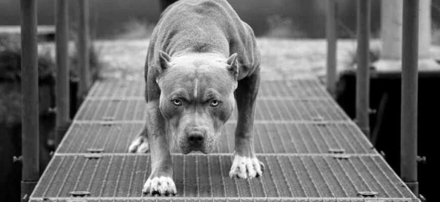 American Pit Bulls = Guard Dogs? photo 0
