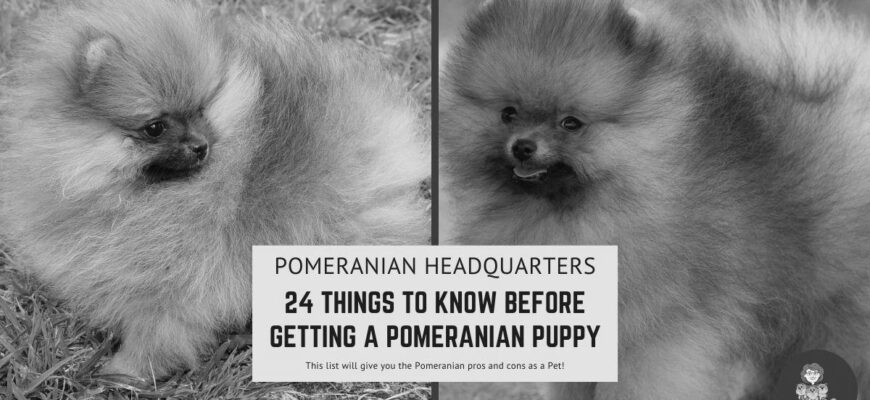 Brown Pitbull dog gets along with Pomeranian image 0