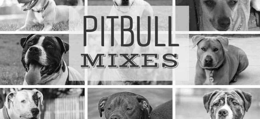 Pitbull Photos, beware of the mixed results photo 0