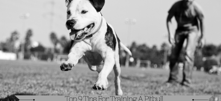 Pitbull Dog Trainer image 0