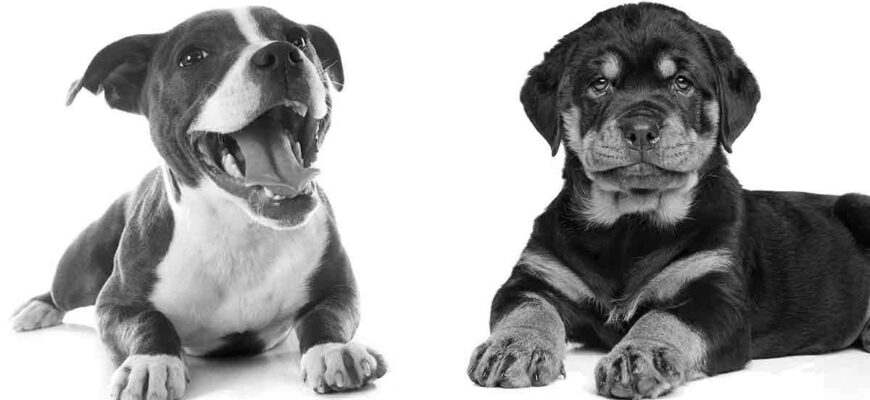 Rottweiler vs Pitbull who is better? image 0