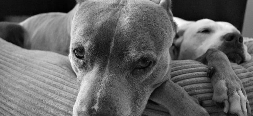 Pit Bull Terrier Mix photo 0