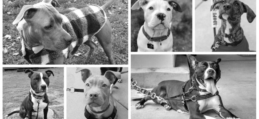 Pit Bull Rescue Groups photo 0